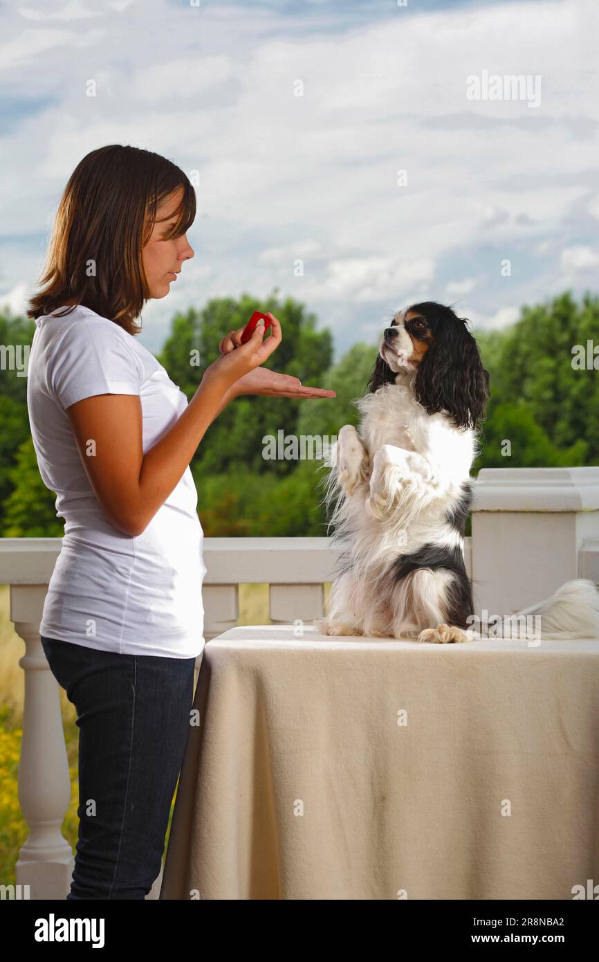 Mädchen mit Kavalier König Charles Spaniel, Tricolor, Clicker-Training, Trick Stockfoto