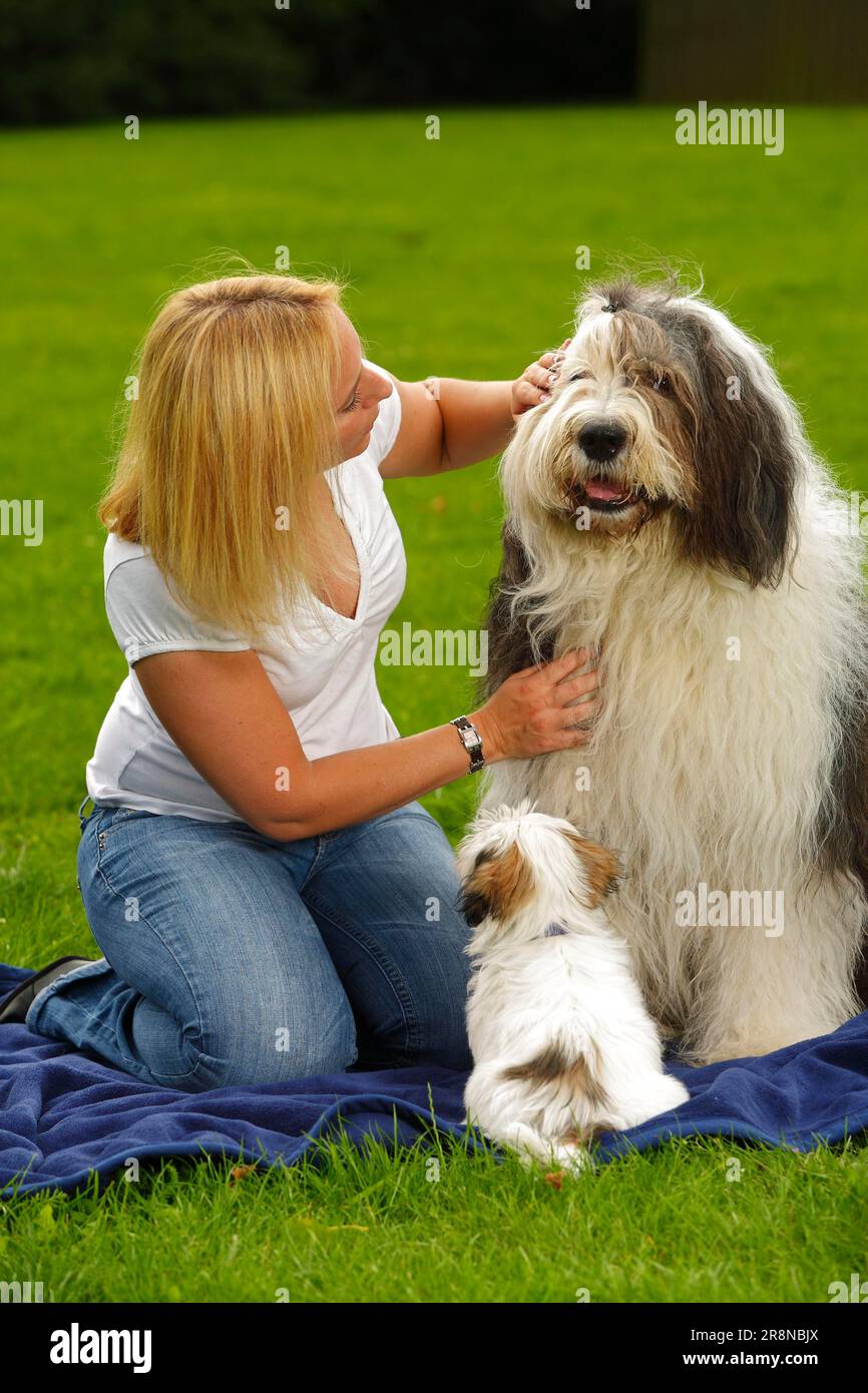 Frau mit Bobtail und Mixed Breed Dog Welpen Old English Sheepdog streicheln  streicheln Stockfotografie - Alamy