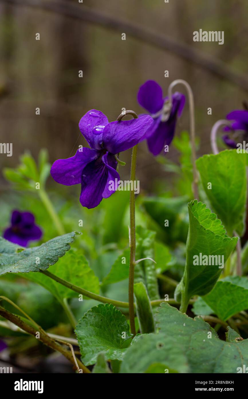 Viola odorata. Duftend. Violetter Blütenwald blüht im Frühling. Die erste Frühlingsblume, lila. Wilde Veilchen in der Natur. Stockfoto