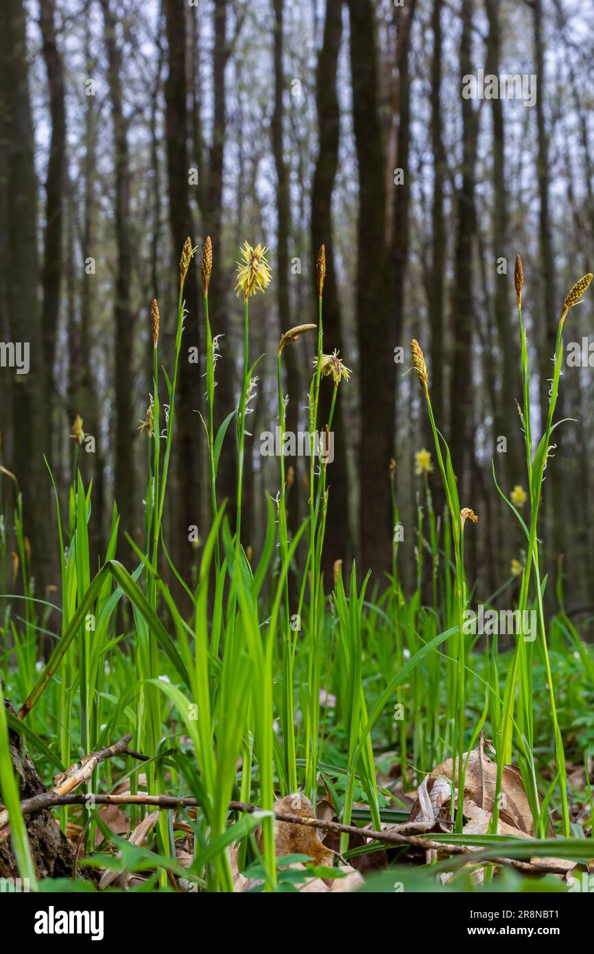 Schattenhaarblüte in der Natur im Frühling. Carex pilosa. Cyperaceae-Familie. Stockfoto