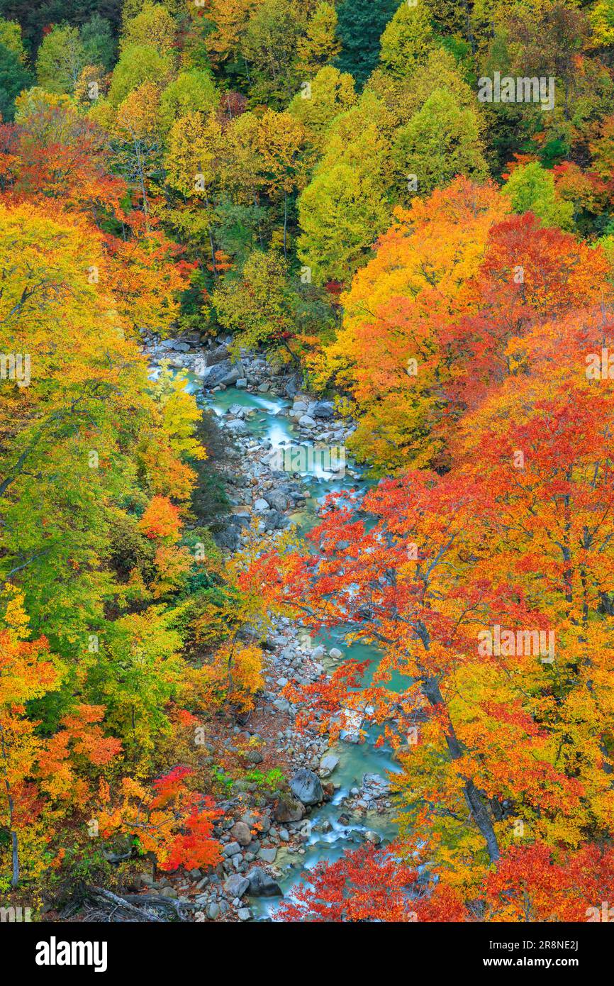 Herbstblätter von Tamagawa Onsen Stockfoto