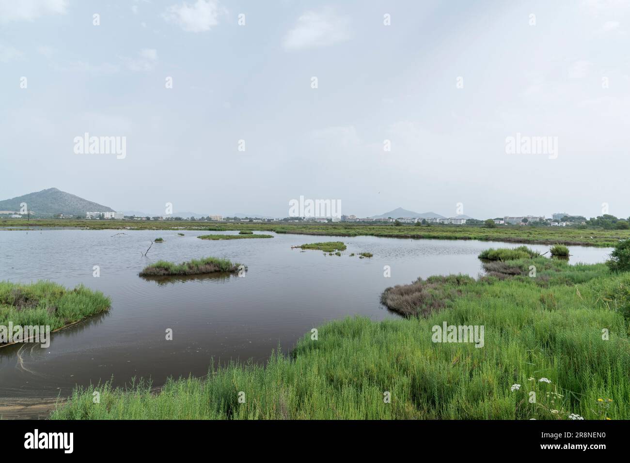 Blick auf Feuchtgebiet-Lebensraum, S’Albufera-Reservat, Mallorca, Balearen, Spanien, 19. Juni 2023 Stockfoto