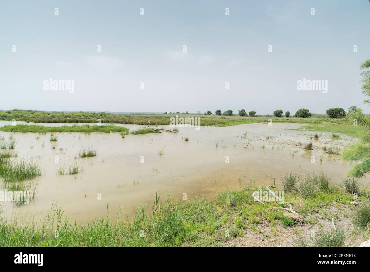 Blick auf Feuchtgebiet-Lebensraum, S’Albufera-Reservat, Mallorca, Balearen, Spanien, 19. Juni 2023 Stockfoto