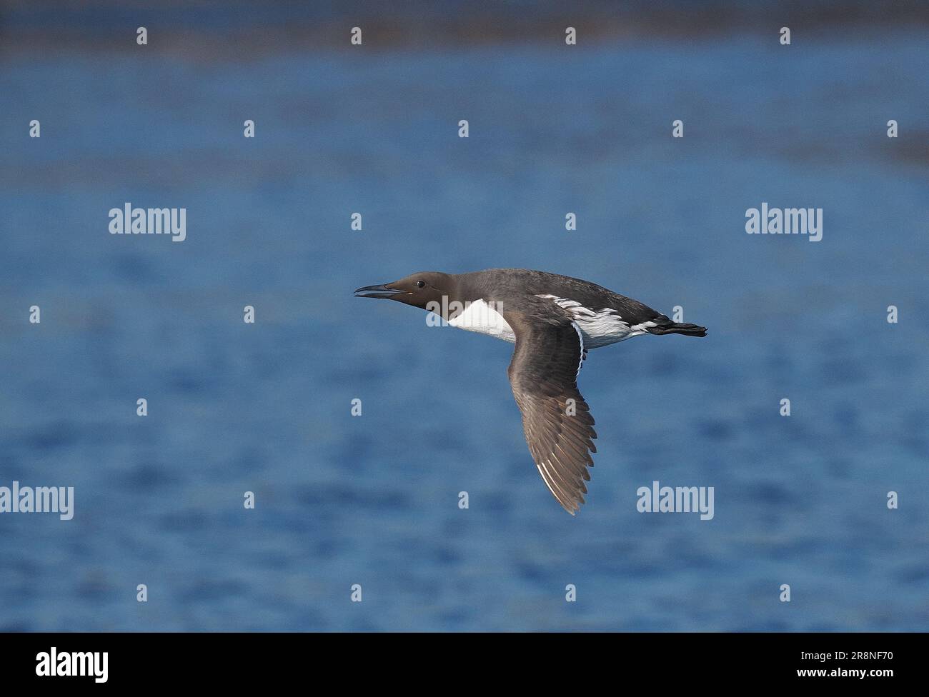 Guillemots vermehren sich auf den Klippen der Insel Handa und fressen Fische in den umliegenden Gewässern. Stockfoto