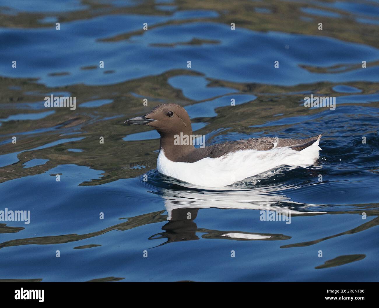 Guillemots vermehren sich auf den Klippen der Insel Handa und fressen Fische in den umliegenden Gewässern. Stockfoto