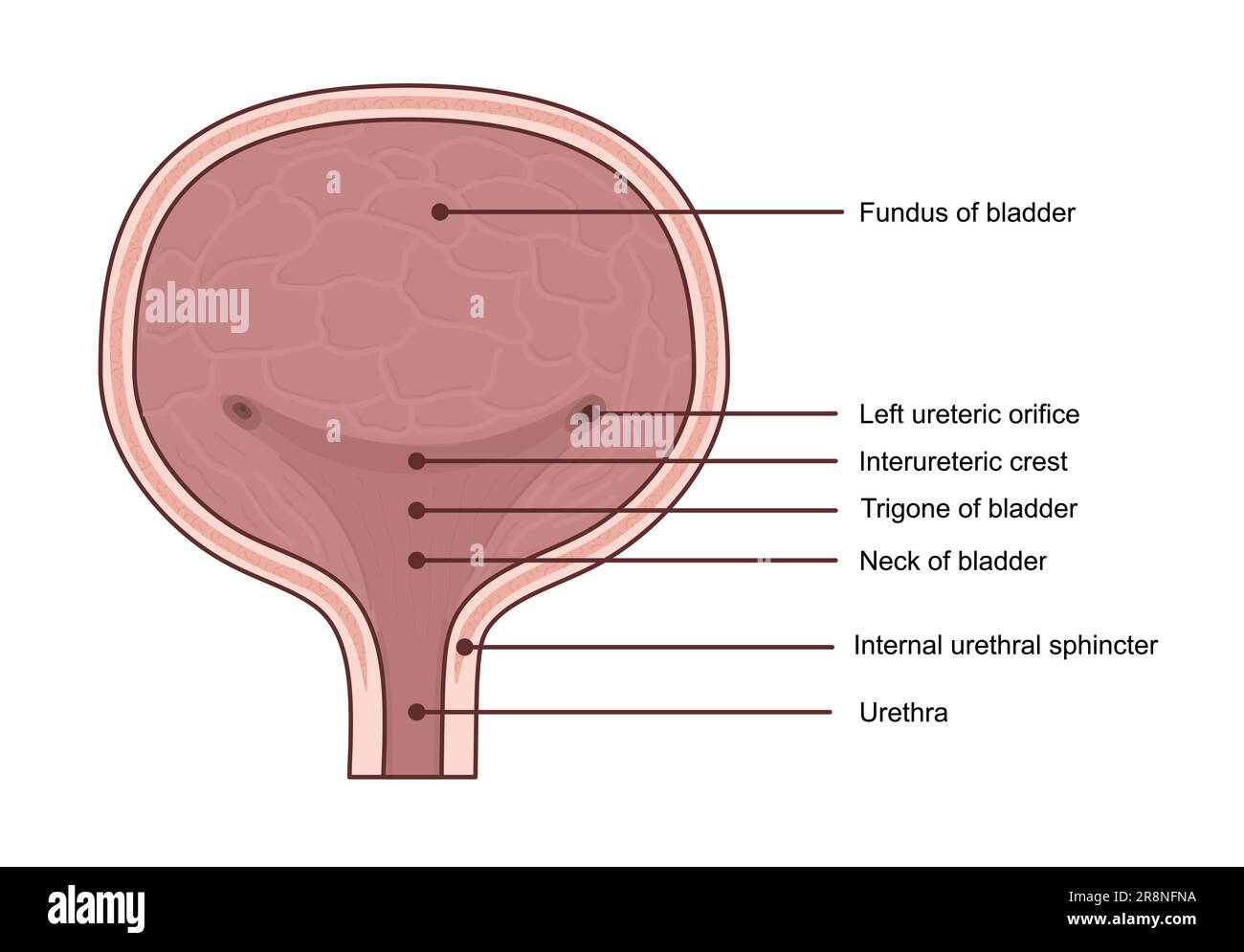 Anatomie der Harnblase. Bearbeitbare Vektordarstellung in realistischem Stil, isoliert auf weißem Hintergrund. Medizinisches Diagrammkonzept. Bildungsinfogra Stock Vektor