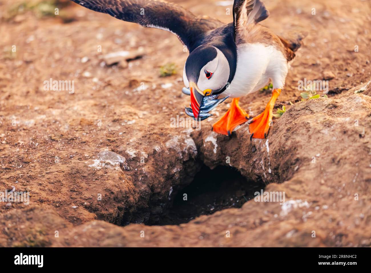 Ein Papageientaucher (Fratercula arctica) eilt mit einem Schnabel voller Sandaale zu seiner Höhle, Skomer, einer Insel in Pembrokeshire, West Wales, die berühmt ist für ihre Tierwelt Stockfoto