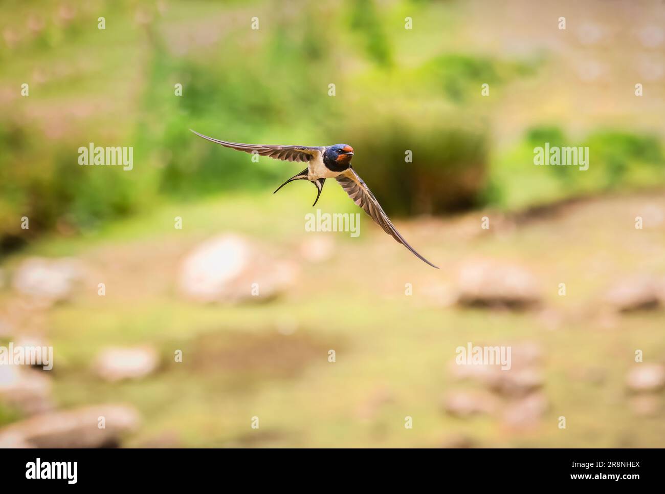 Eine Schwalbe (Hirundo rustica) im Flug in Skomer, einer Insel vor der Küste von Pembrokeshire, in der Nähe von Marloes in Westwales, bekannt für ihre Tierwelt Stockfoto