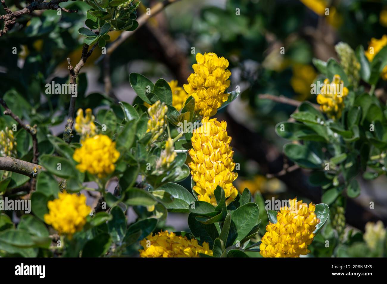 Die Blumen eines Ananas-Besen-Strauchs Stockfoto