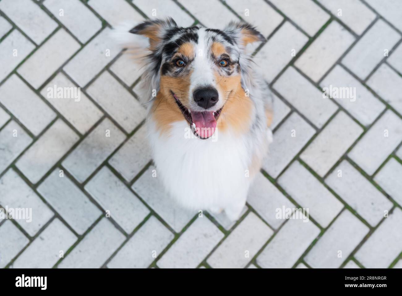 Australischer Schäferhund, der auf einem Bürgersteig sitzt. Blauer, merle, dreifarbiger australischer Hund, der auf dem Bürgersteig sitzt, glückliches Haustier Stockfoto