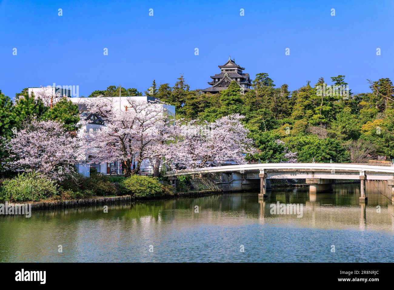 Schloss Matsue und Kirschblüten Stockfoto