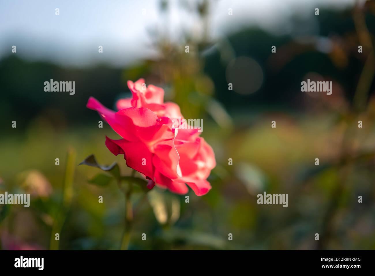 Wunderschöne rosa Rose in einem Rosengarten, beleuchtet von der untergehenden Sonne Stockfoto