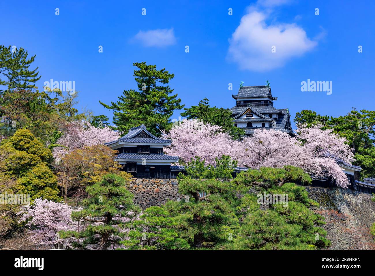 Schloss Matsue und Kirschblüten Stockfoto