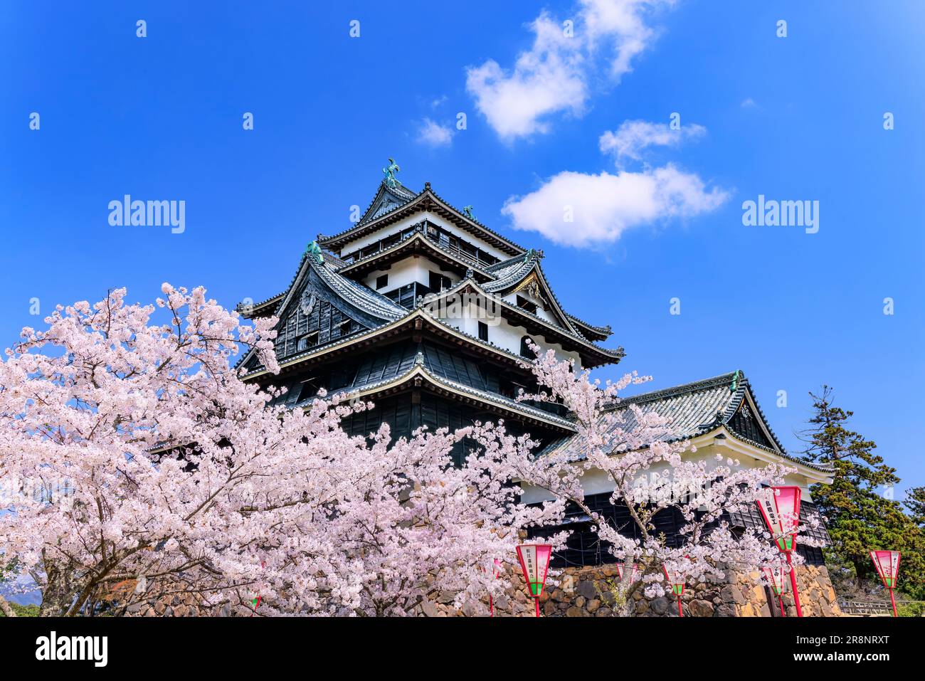 Schloss Matsue und Kirschblüten Stockfoto