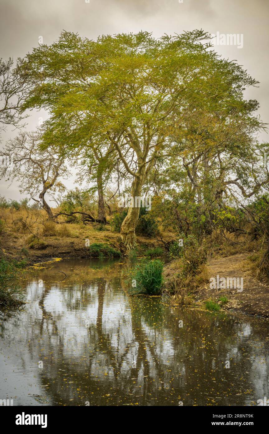 Flusslandschaft mit üppiger Vegetation und Fieberbäumen (Gelbbbellen)Akazien (Acacia xanthophloea), Kruger-Nationalpark, Limpopo, Südafrika. Stockfoto