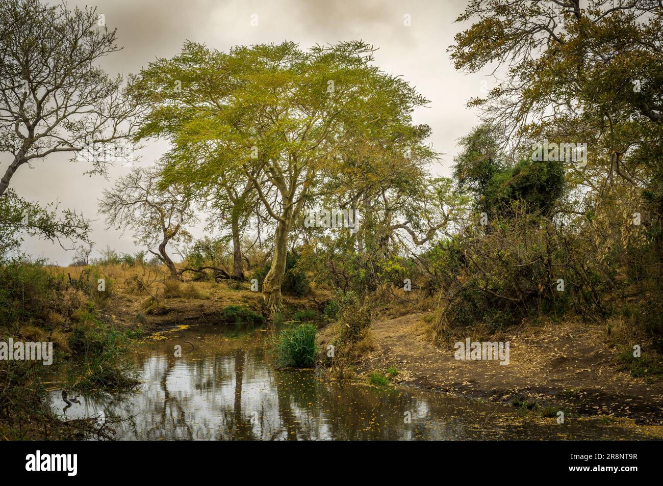 Flusslandschaft mit üppiger Vegetation und Fieberbäumen (Gelbbbellen)Akazien (Acacia xanthophloea), Kruger-Nationalpark, Limpopo, Südafrika. Stockfoto