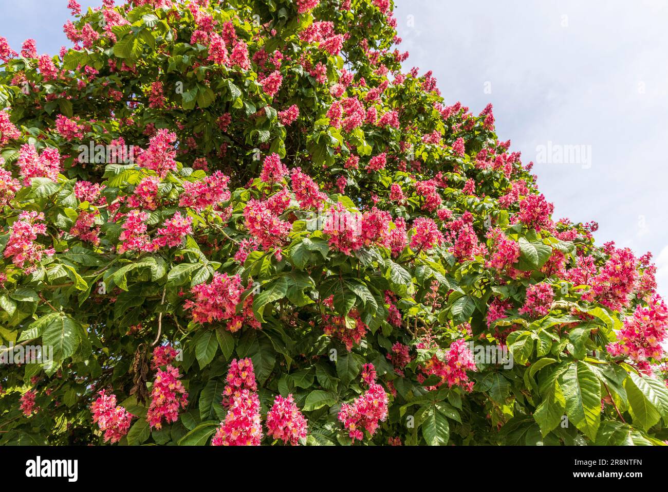 Großer Rosskastanienbaum mit rosa Blumen bedeckt. Stockfoto