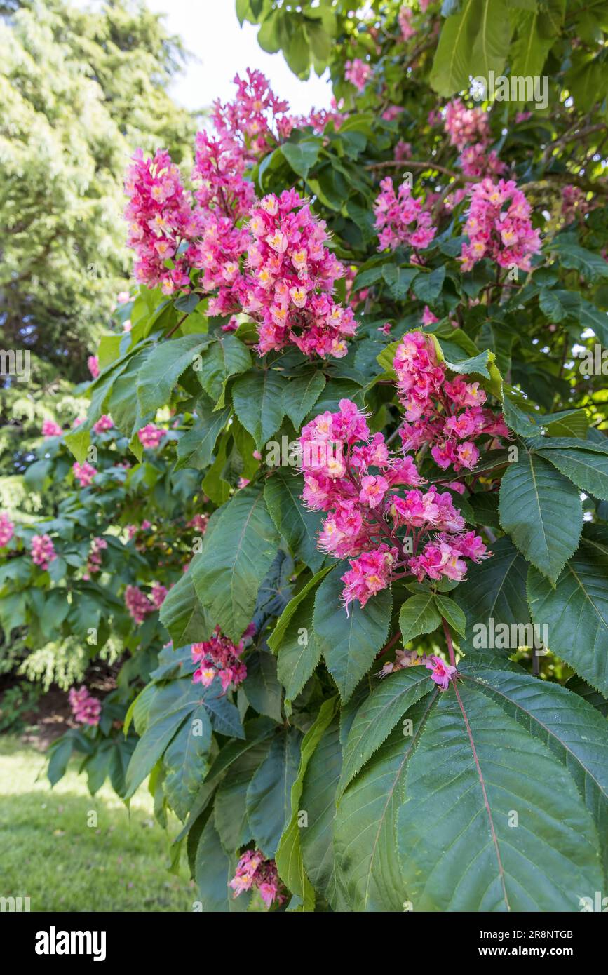 Zweig eines Kastanienbaums mit rosa Blumen im Nahbereich. Stockfoto