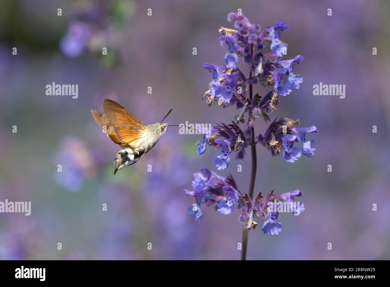 Kolibris-Hawk-Motte (Macroglossum stellatarum), die sich aus der Katzenminze im britischen Garten ernährt Stockfoto