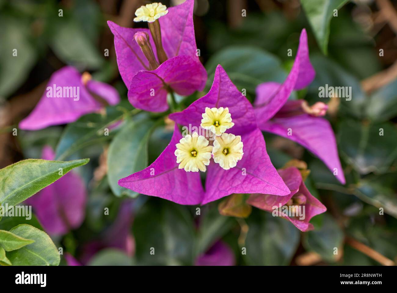 La Flor buganvilla de valencia Stockfoto