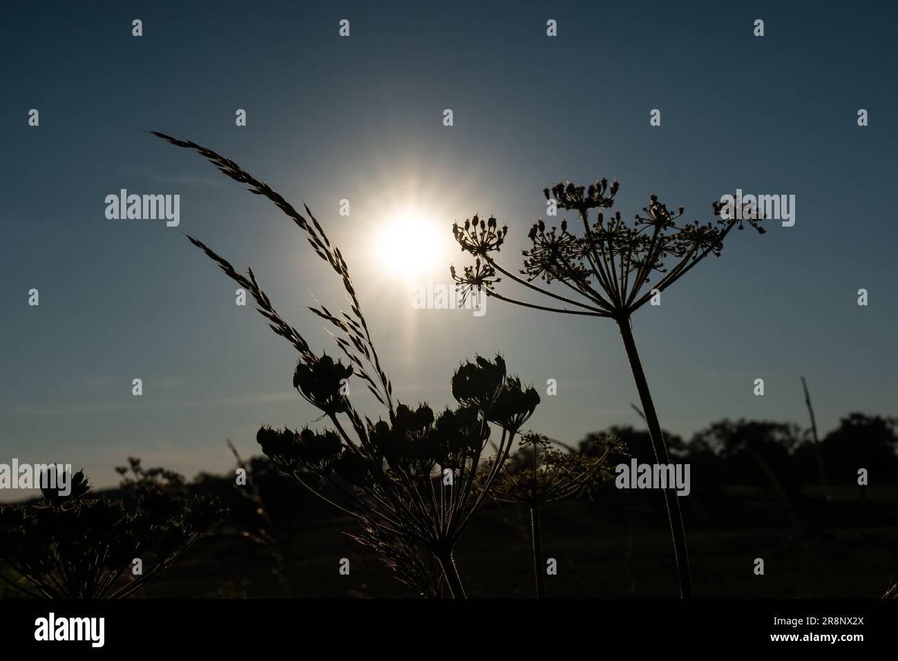 Pflanzen mit Hintergrundbeleuchtung bei Sonnenuntergang. Sunstar der untergehenden Sonne. Pflanzen am Rande einer Wiese. Schöne Abendstimmung im Sommer. Pflanzenarten umbelliferae. Stockfoto