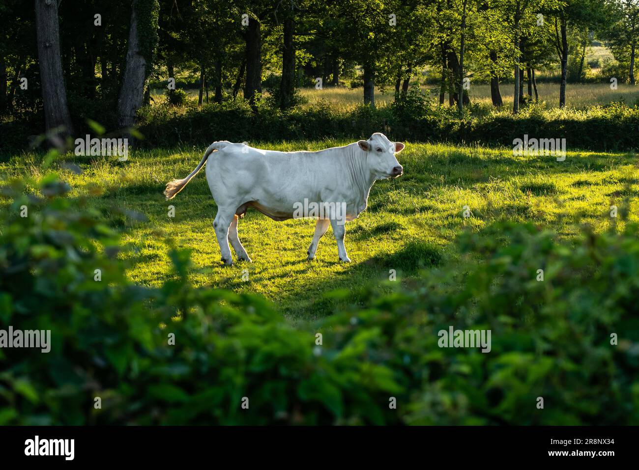 Charolais-Kuh auf einer Weide bei Sonnenuntergang. Französische Rasse von Rindern aus Burgund mit weißem Fell. Stockfoto