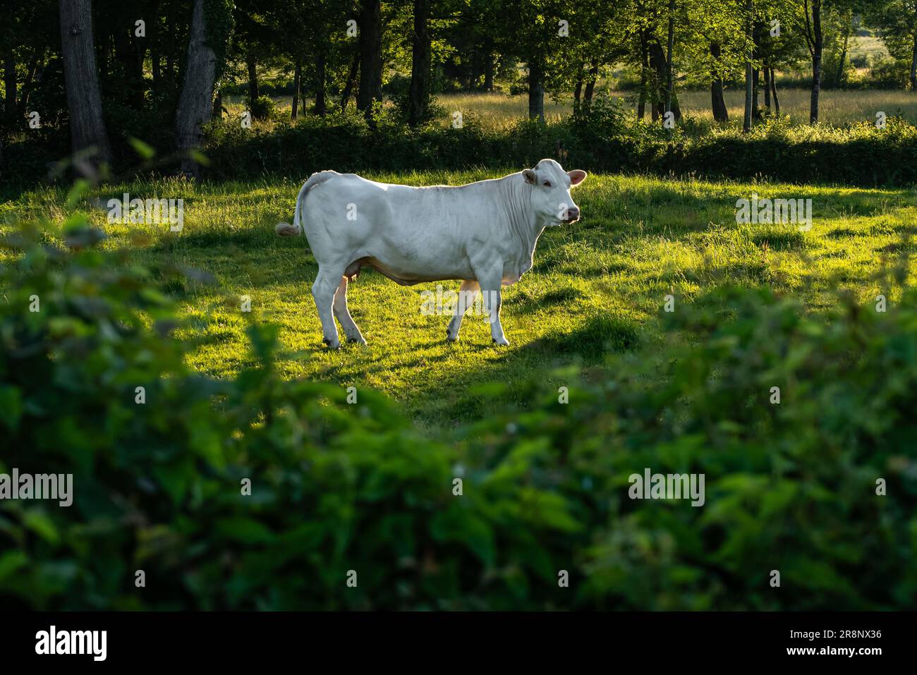 Kuh mit weißem Fell auf einer Lichtung. Charolais-Rinder im Sonnenlicht. Rinderrasse aus Frankreich. Stockfoto