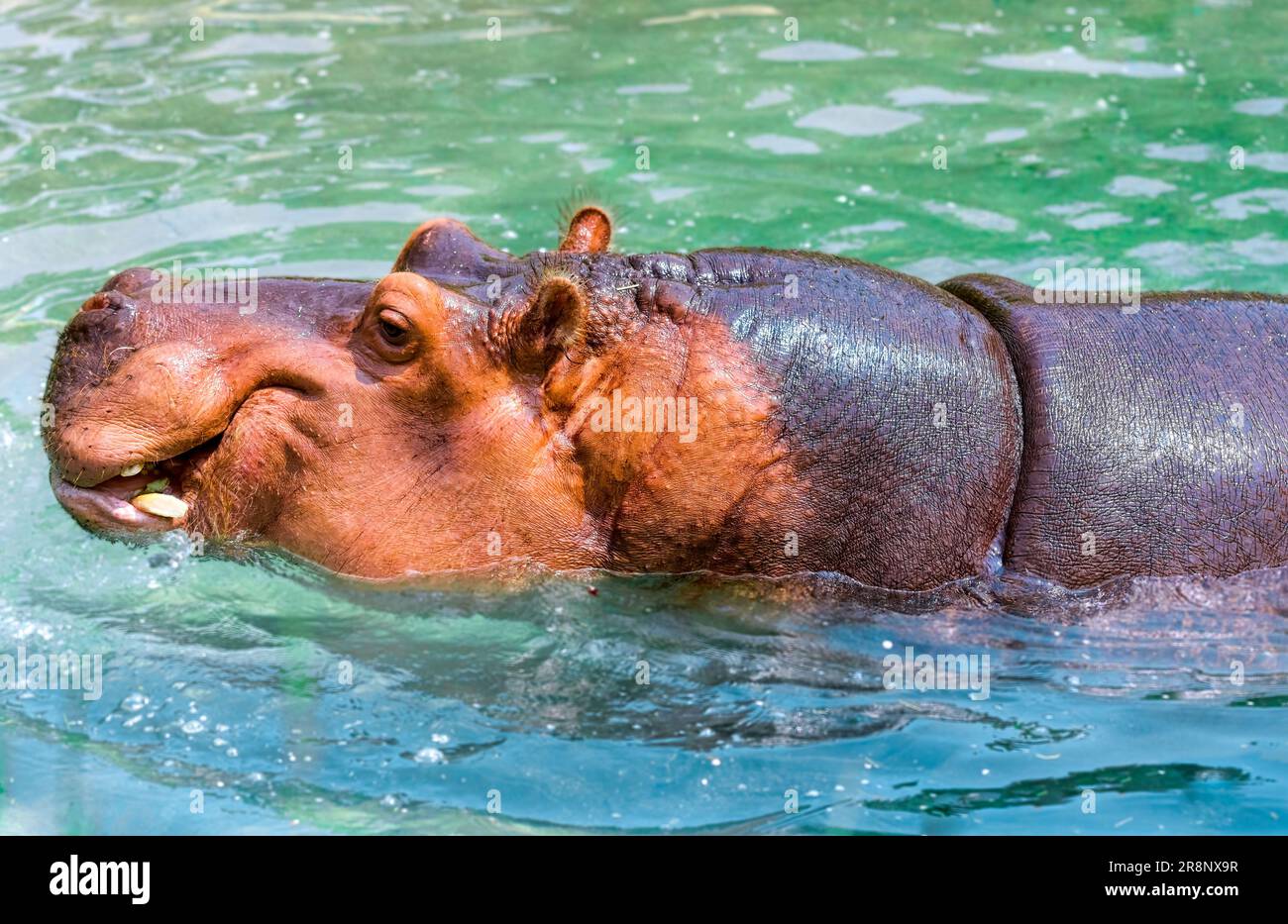 Nilpferd oder Nilpferd im Wasser Stockfoto