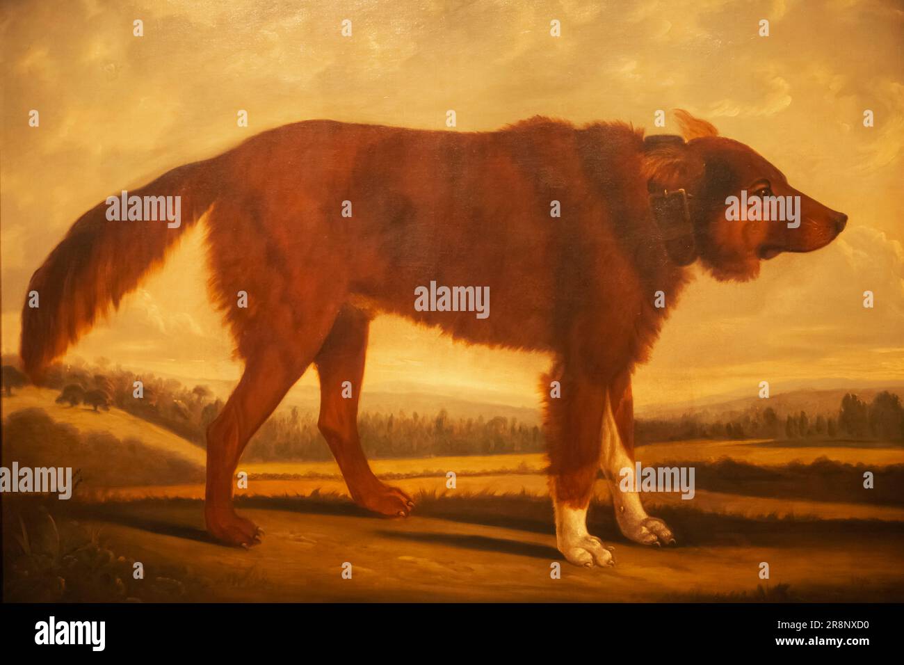 Gemälde von Lord Byrons Hund „Lyon“ (der Wolf Dog) von Clifton Tomson aus dem Jahr 1808 Stockfoto