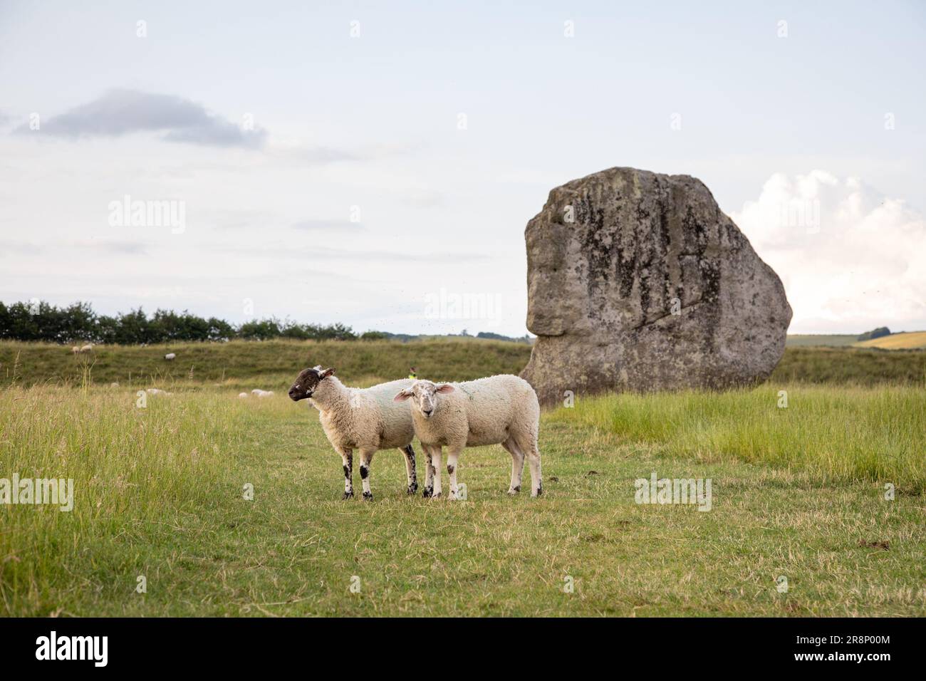 Avebury, Großbritannien. 20. Juni 2023 Schafe auf Avebury Henge, dem größten Steinkreis Großbritanniens am Abend vor der Sommersonnenwende. Kredit : Kiki Stre Stockfoto