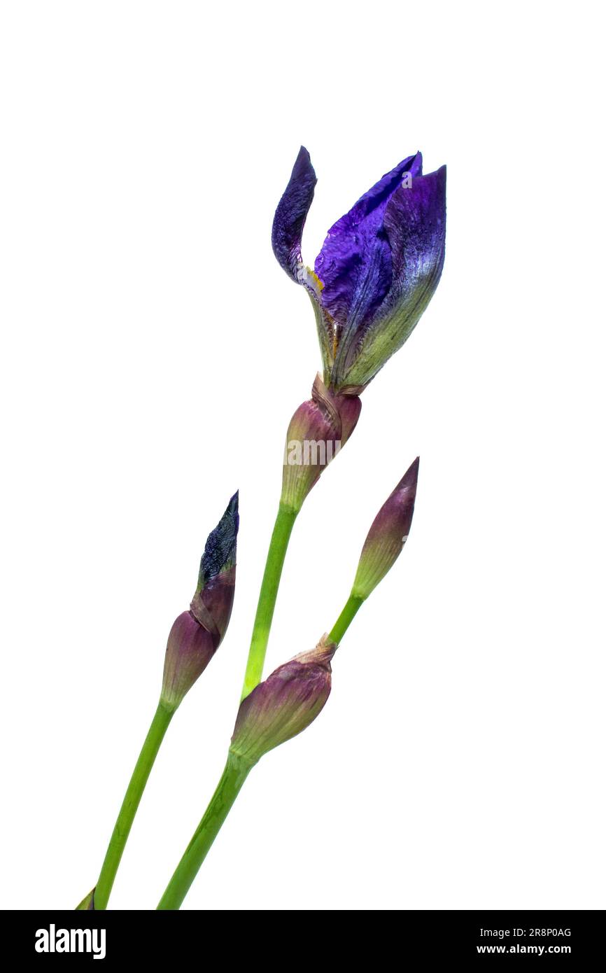 Nahaufnahme der violetten Iris auf weißem Hintergrund Stockfoto