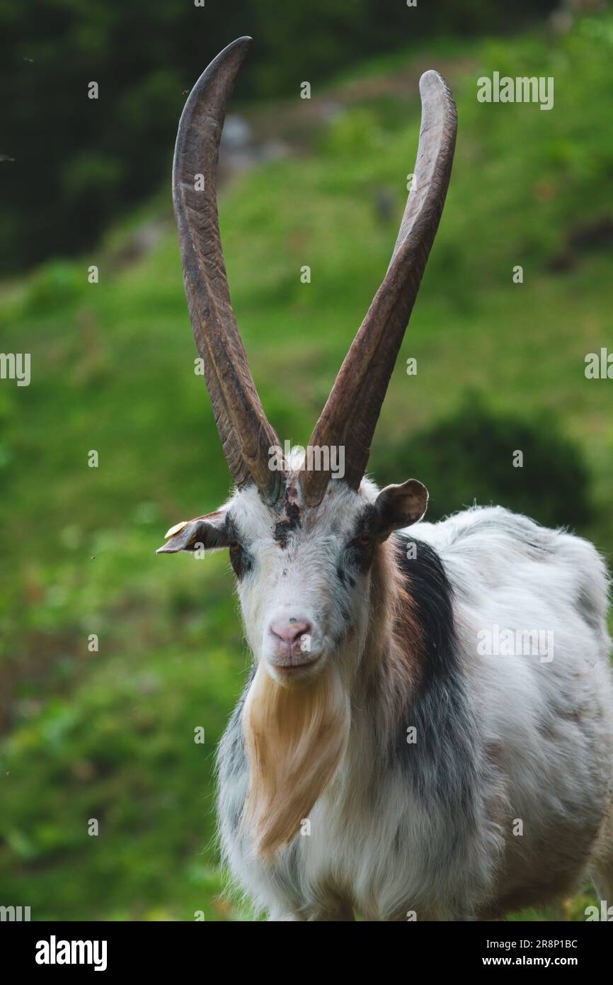 Ein alter Ziegenbock mit langen Hörnern und Ziegenbart auf einer grünen Bergwiese an einem Sommertag Stockfoto