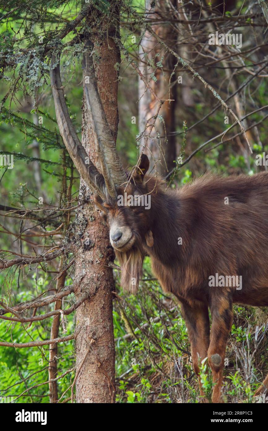 Ein alter Ziegenbock mit langen Hörnern und Ziegenbart auf einer grünen Bergwiese an einem Sommertag Stockfoto