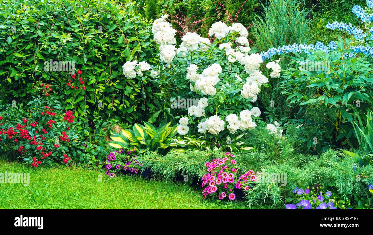 Gemischte Rahmenideen für einen Garten mit eigenen Händen. Wunderschöne Gartenanlage mit Kopienfoto. Gemischtes Randdesign mit Gartenrosen Stockfoto