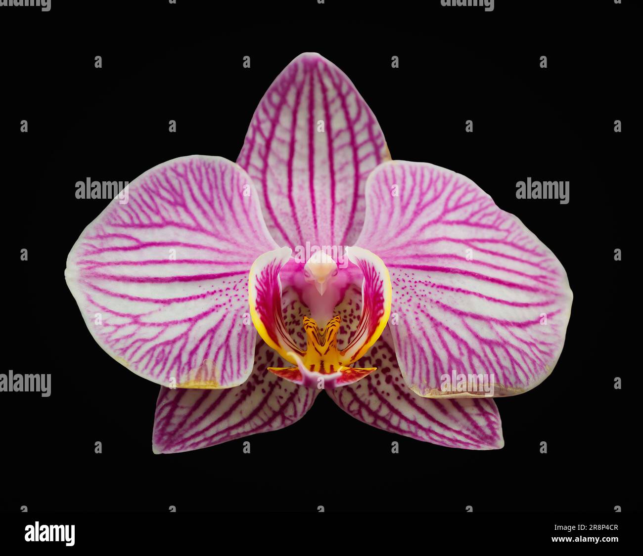 Makroaufnahme einer rosa Orchidee. Ich habe aber keine Ahnung, was für eine Orchidee das ist! Stockfoto