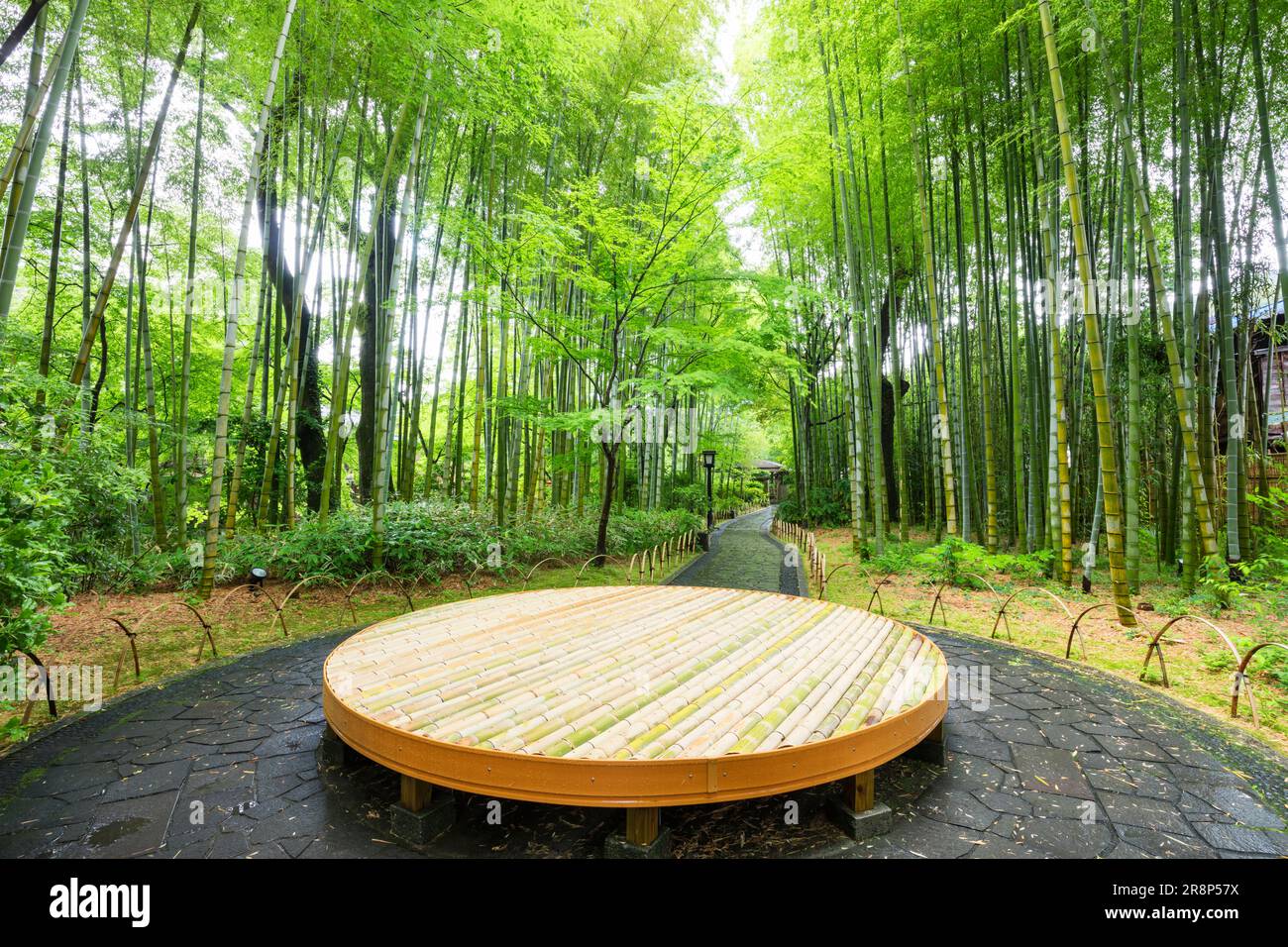 Die Spur des Bamboo Grove Stockfoto