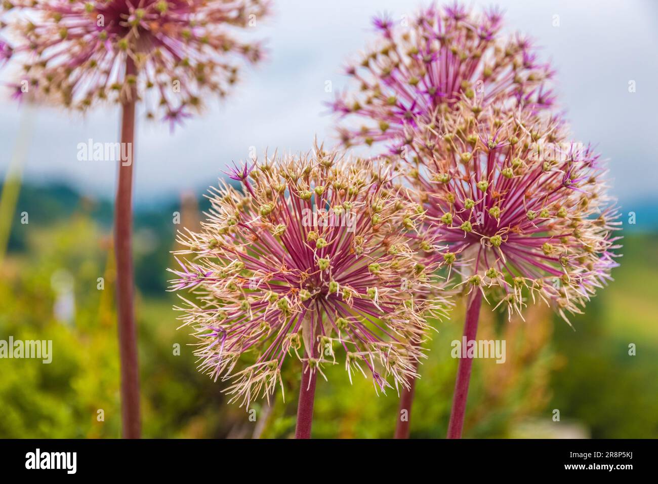 Wunderschöne Nahaufnahme von mehreren kugelförmigen Blütenköpfen der Allium cristophii, der persischen Zwiebel oder des Sterns von Persien. Die blühenden Pflanzen wachsen... Stockfoto