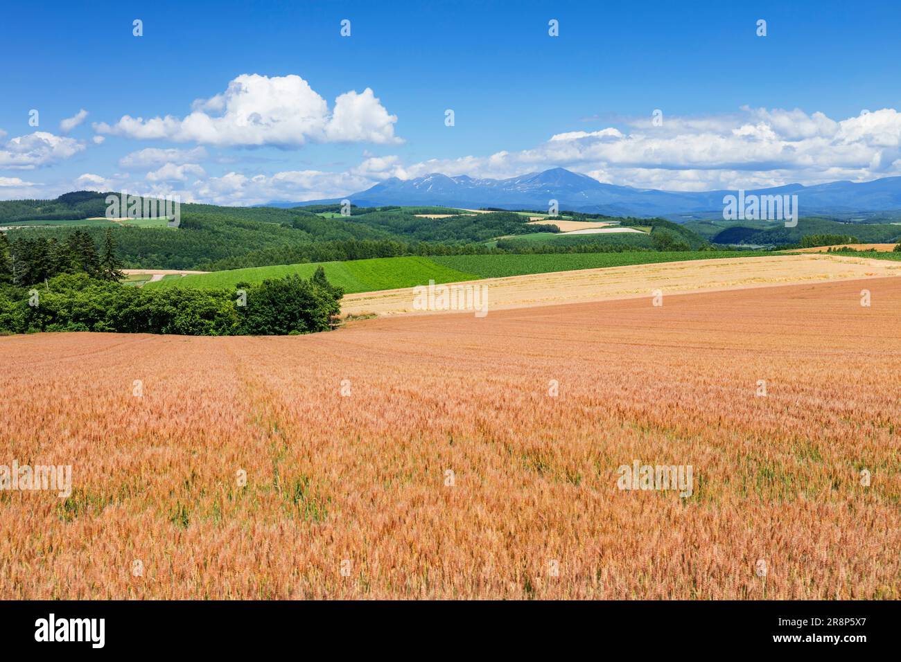 Mt. Daisetsuzan und Weizenfeld Stockfoto