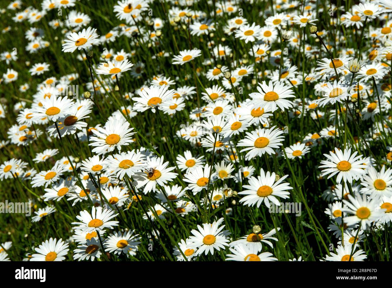 Gänseblümchen, Nahaufnahme Stockfoto