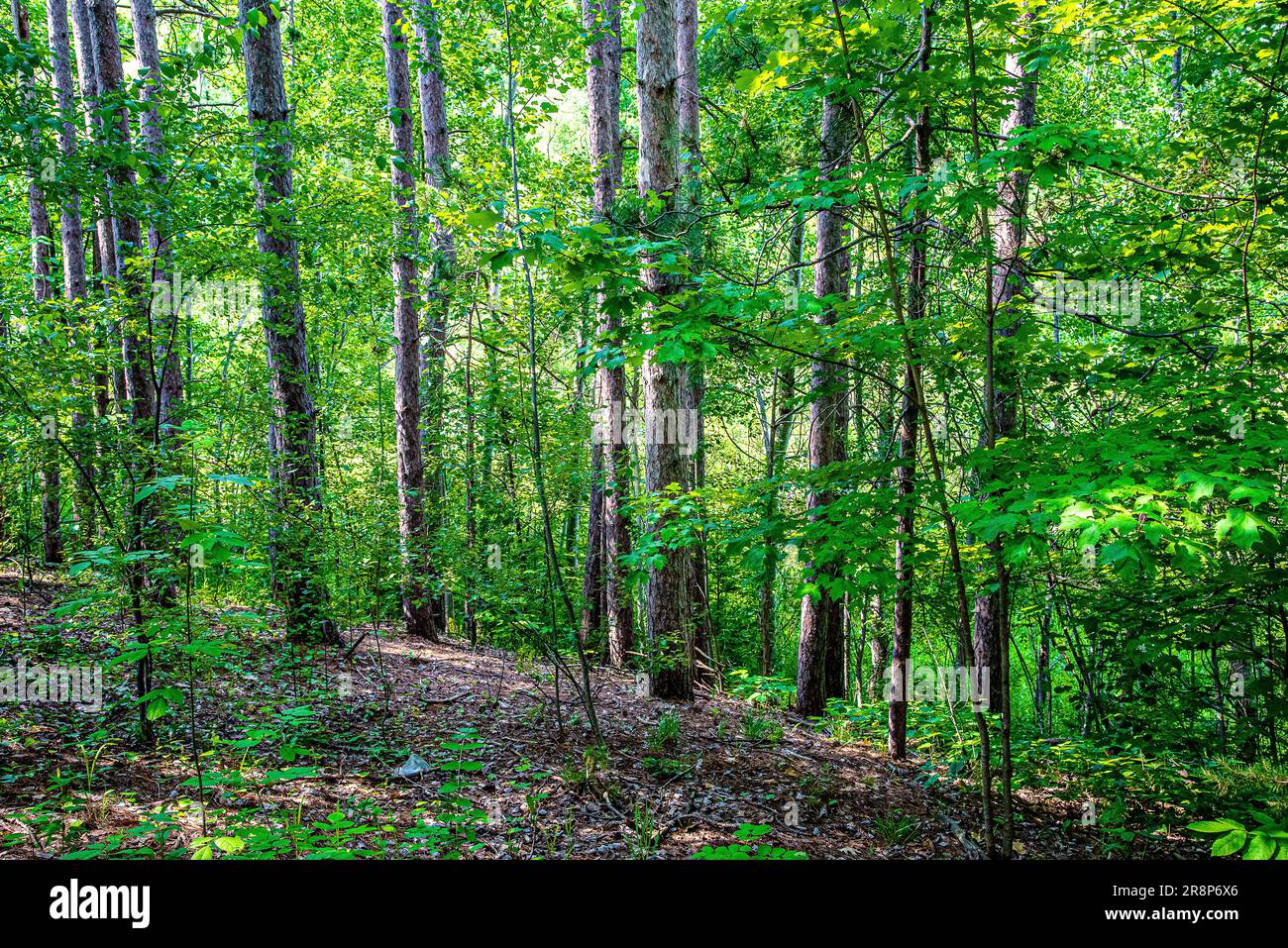 Wälder in Kanada. Ein Ort des Lebens für Vögel, wilde Waldtiere und üppige Vegetation. Solche Wälder brannten oft in Kanada ab. Stockfoto Wälder in Kanada. Ein Ort des Lebens für Vögel, wilde Waldtiere und üppige Vegetation. Solche Wälder brannten oft in Kanada ab. Stockfoto