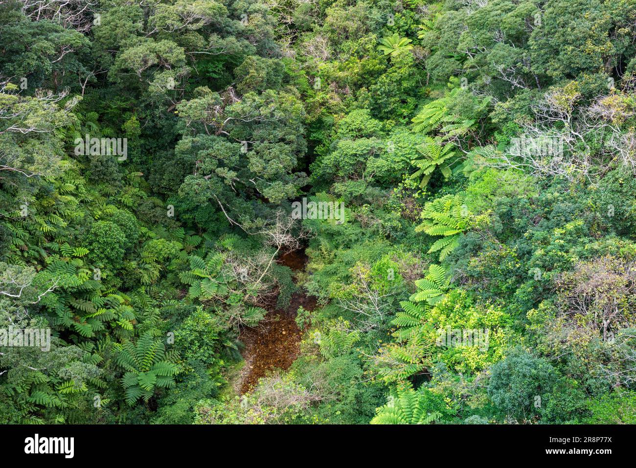 Yanbaru Wald Stockfoto