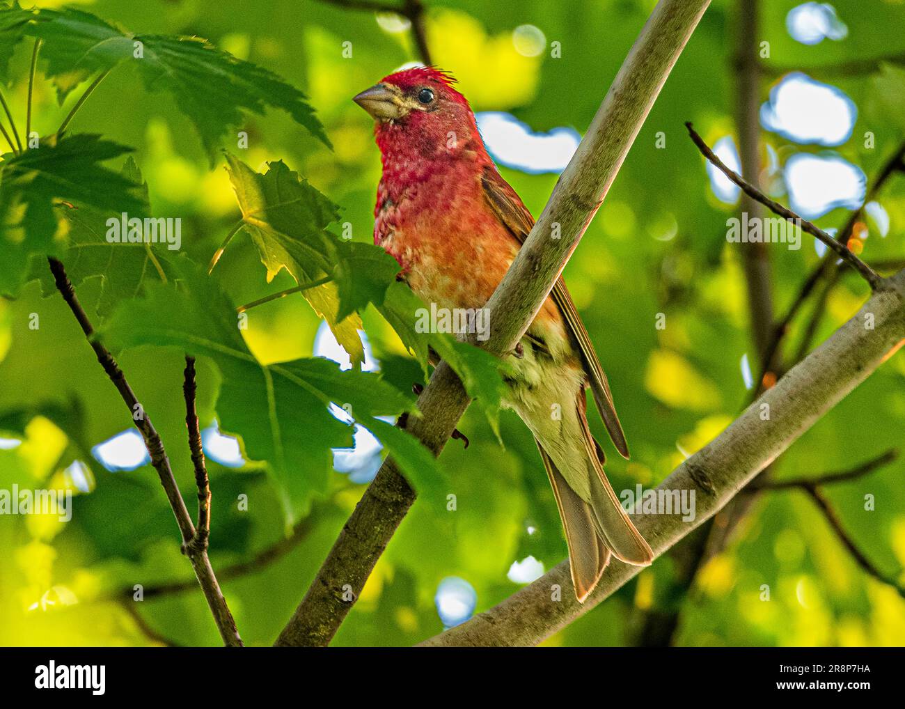 Hausfink. Erwachsene Männer sind rot um das Gesicht und die obere Brust. Am frühen Morgen inmitten der üppigen grünen Blätter eines kanadischen Ahornbaums. Stockfoto Hausfink. Erwachsene Männer sind rot um das Gesicht und die obere Brust. Am frühen Morgen inmitten der üppigen grünen Blätter eines kanadischen Ahornbaums. Stockfoto