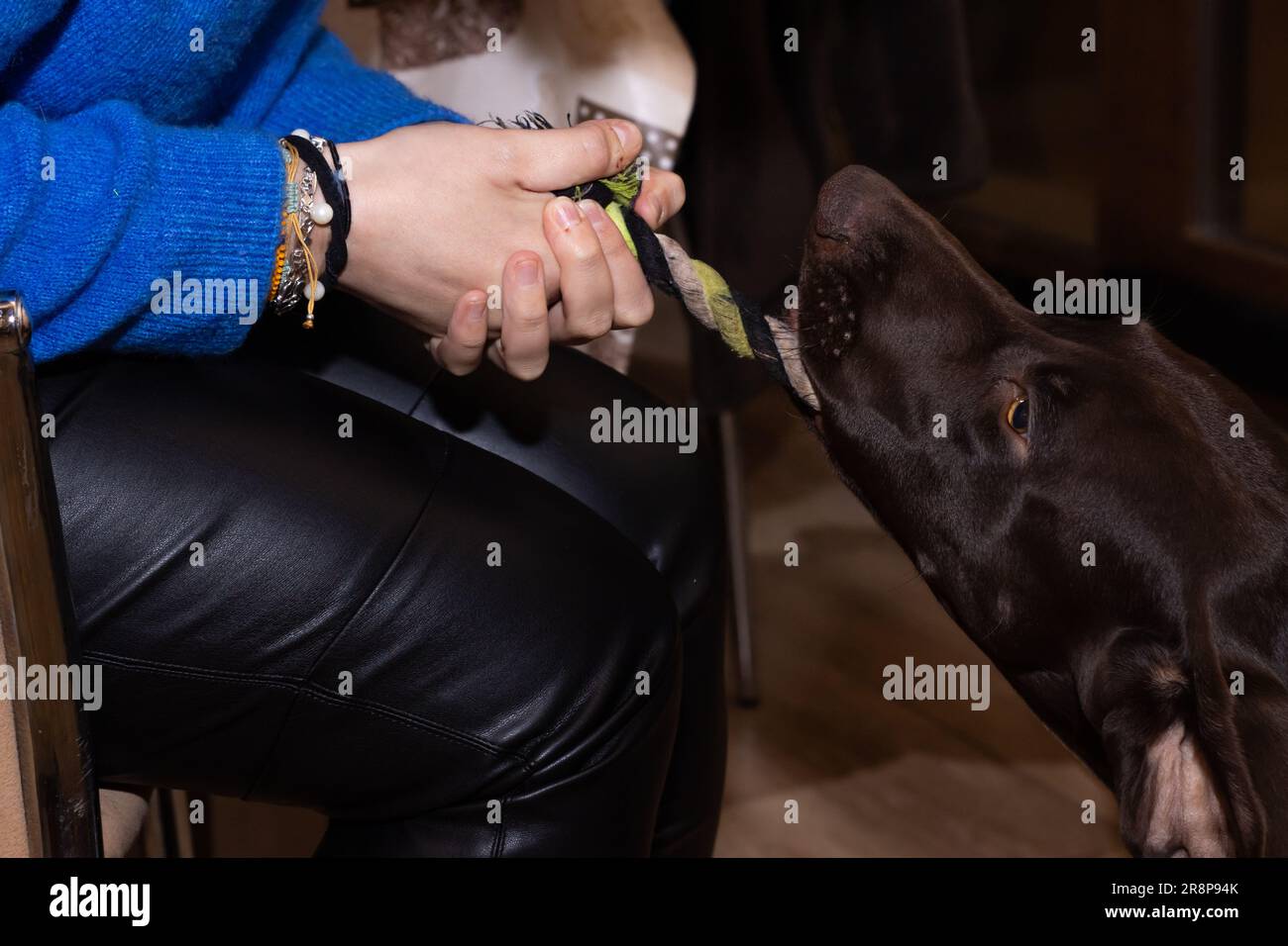 Ein junger Erwachsener sitzt an einer Bar und füttert sein Hündchen liebevoll aus einem Löffel Stockfoto