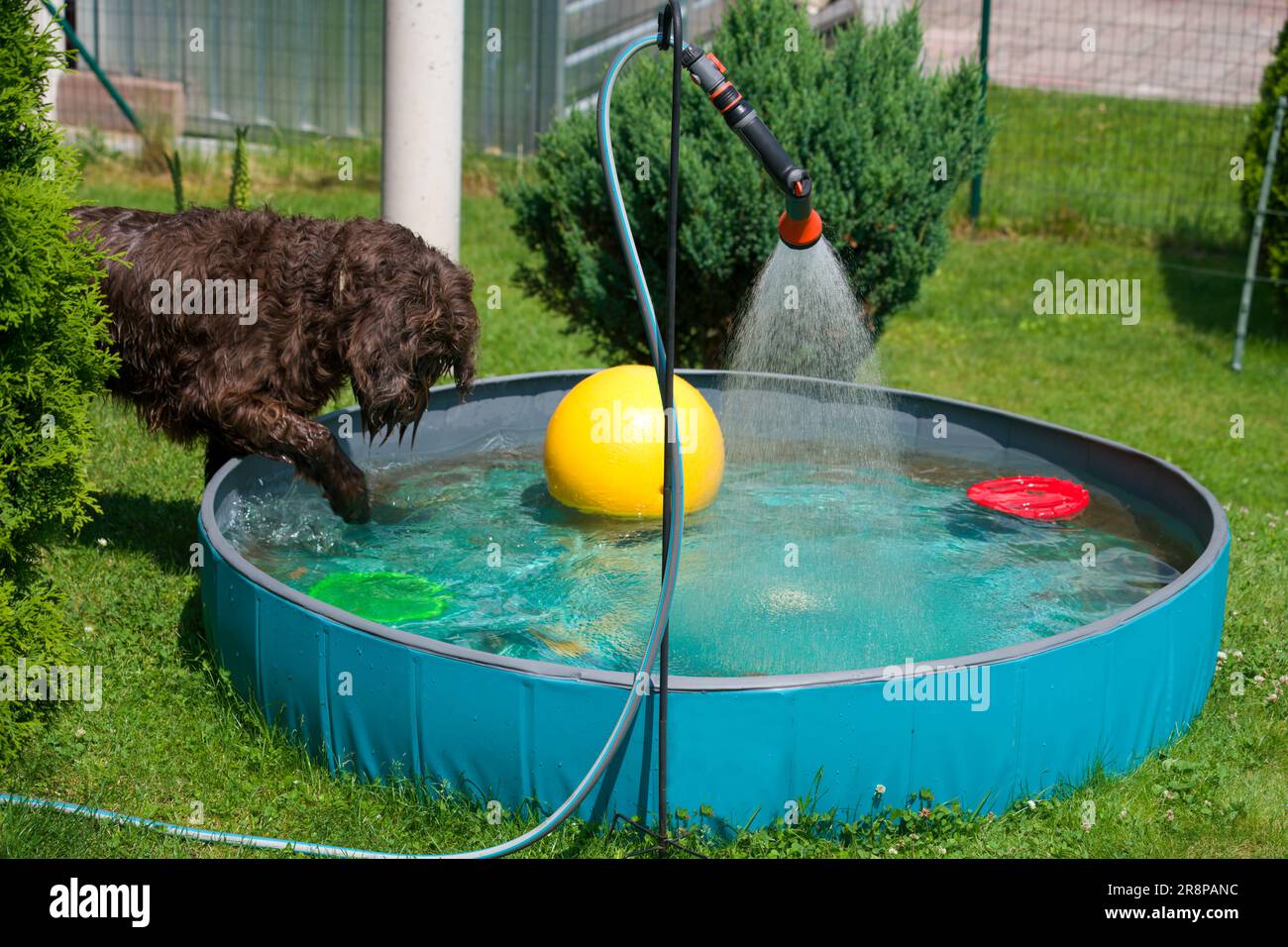 Ein brauner Hund, ein Pudelpointer, spielt an einem heißen Sommertag im Wasser in einem Hundebecken Stockfoto