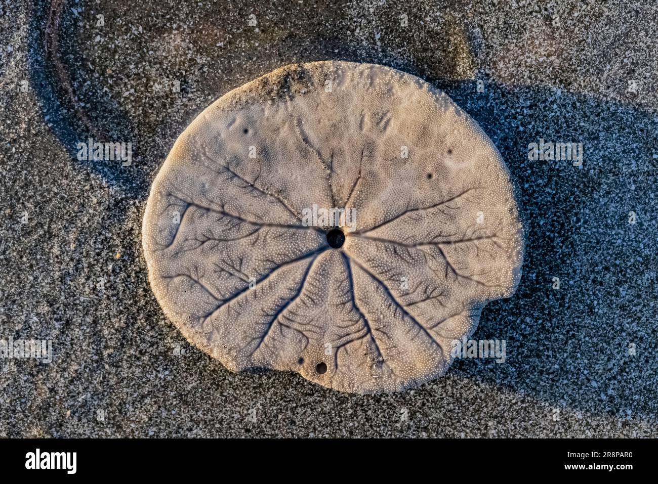 Excentric Sand Dollar, Dendraster Exentricus, Skelett am Hobuck Beach, Makah Nation, Olympic Peninsula, Washington State, USA [Editorial Licensing o Stockfoto