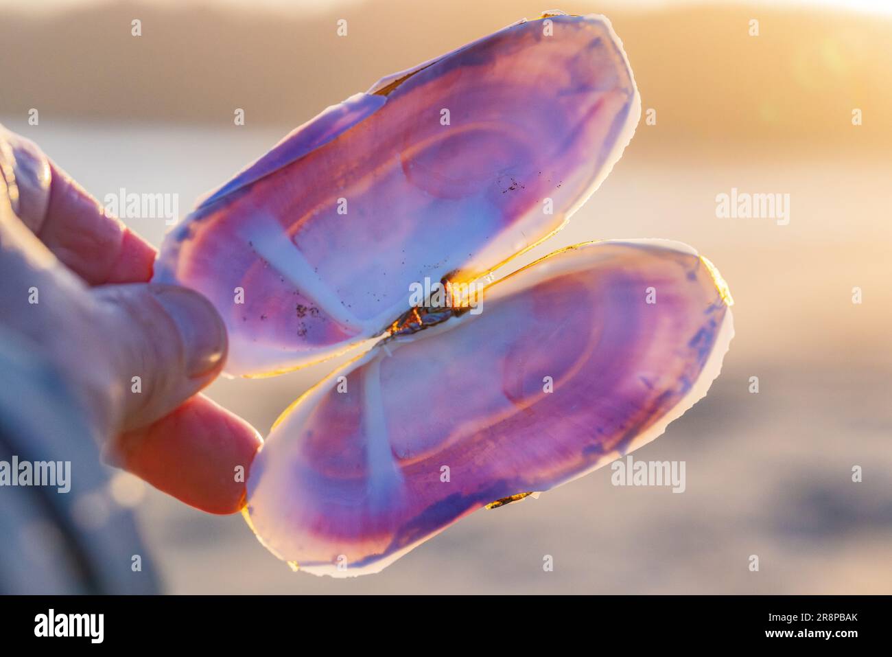 Pacific Razor Clam, Siliqua Patula, Muschel bei Sonnenuntergang am Hobuck Beach, Makah Nation, Olympic Peninsula, Washington State, USA [nur redaktionelle Lizenzierung] Stockfoto