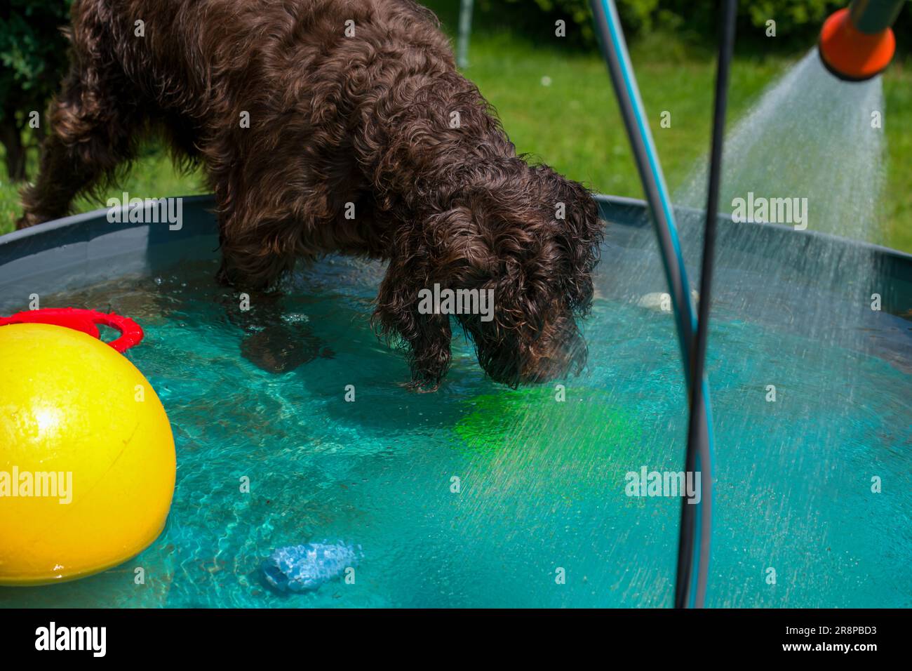 Ein brauner Hund, ein Pudelpointer, spielt an einem heißen Sommertag im Wasser in einem Hundebecken Stockfoto