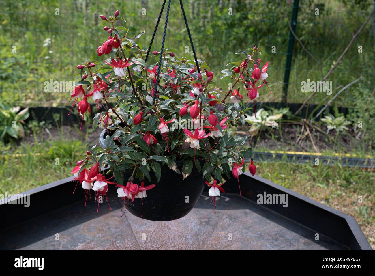 Ein Blumentopf mit winterharten Fuchsien im Garten. Fuxia, lat. Fuchsia ist eine Gattung mehrjähriger Pflanzen der Familie Zypern, Onagraceae Stockfoto