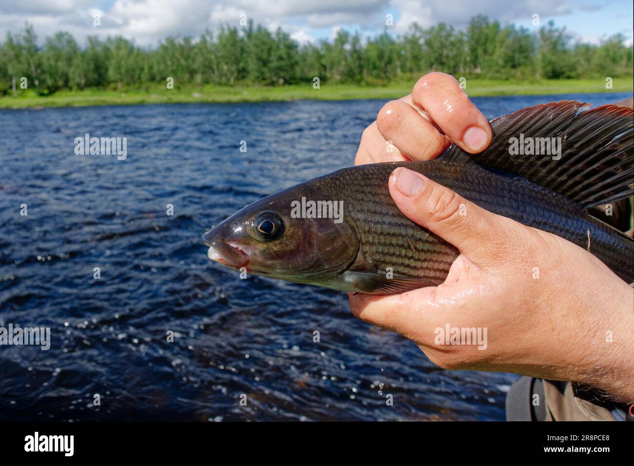 Der Fischer hat im Juli 2022 in schwedischem Lappland eine große Weidefläche gefangen. Stockfoto