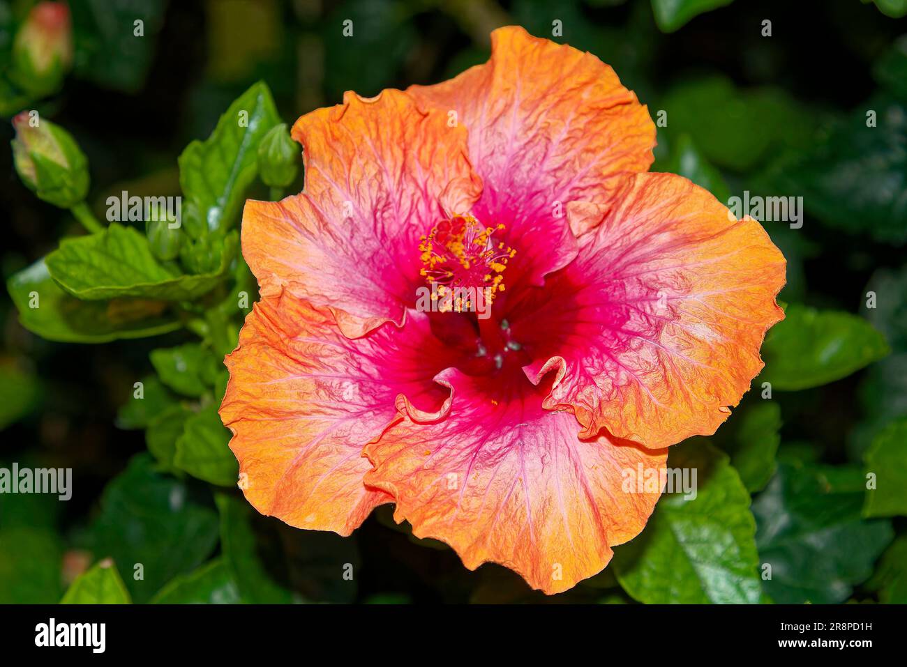 hibiskusblüte, 2 Farbtöne, Orange, Rose, grüne Blätter, Knospen, Quora, Nahaufnahme, Natur, tropische Sträucher, Pennsylvania, Sommer Stockfoto